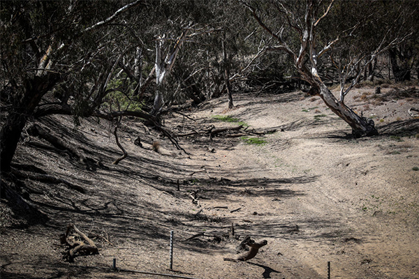 Article image for Billions of litres of water flowing out to sea as NSW suffers through drought