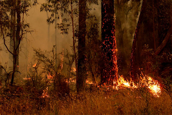 Article image for Rural NSW landowners warned over increased bushfire risk
