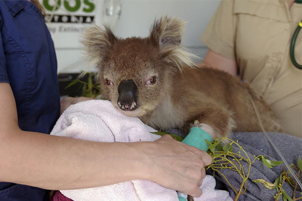 Article image for ‘Ecological disaster’: Government invests $50 million in wildlife recovery