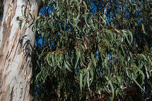 The ‘extremely sinister beasts’ fueling bushfires