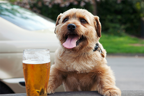 Article image for Pet-friendly pubs banned from allowing dogs