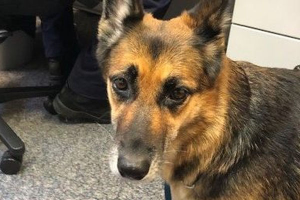 ‘An amazing miracle’: Hero German Shepherd led to owner’s rescue