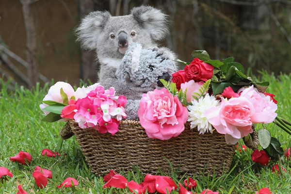Article image for The ideal Valentine: Cute, cuddly and absolutely adorable