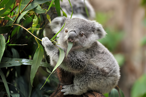 Article image for How a controversial approach saved koalas in the Black Summer bush fires