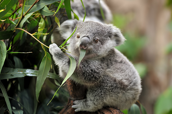 Article image for Koala count to help preserve habitats across the country