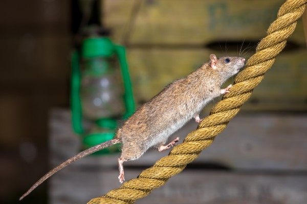 Rats go hungry after restaurants close