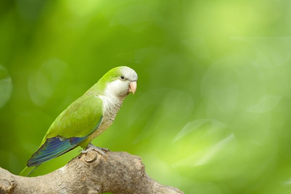 Article image for NSW Minister turns to a talking parrot in these tough times