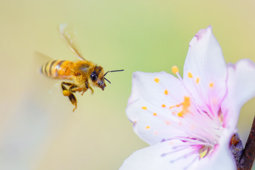 Enough bees for almond pollination but costs rising 2GB