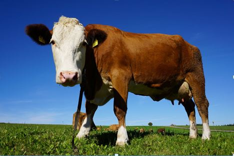 China lifts Tariffs on Aussie Beef