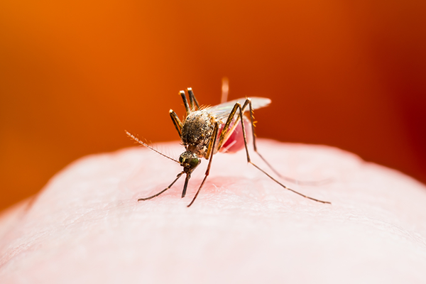 Article image for Mosquito outbreak sparks untreatable virus fears