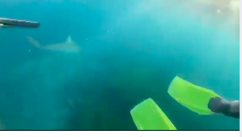 Teen films incredible close encounter with shark near Wollongong