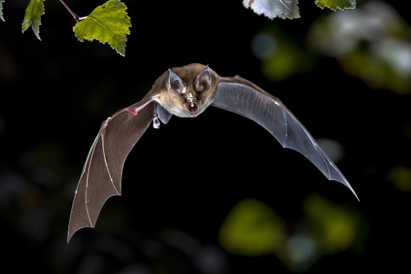 Unlocking bat secrets, we could live to age 200