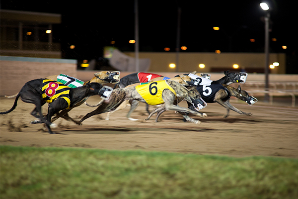 Article image for NSW greyhound industry gets animal welfare overhaul