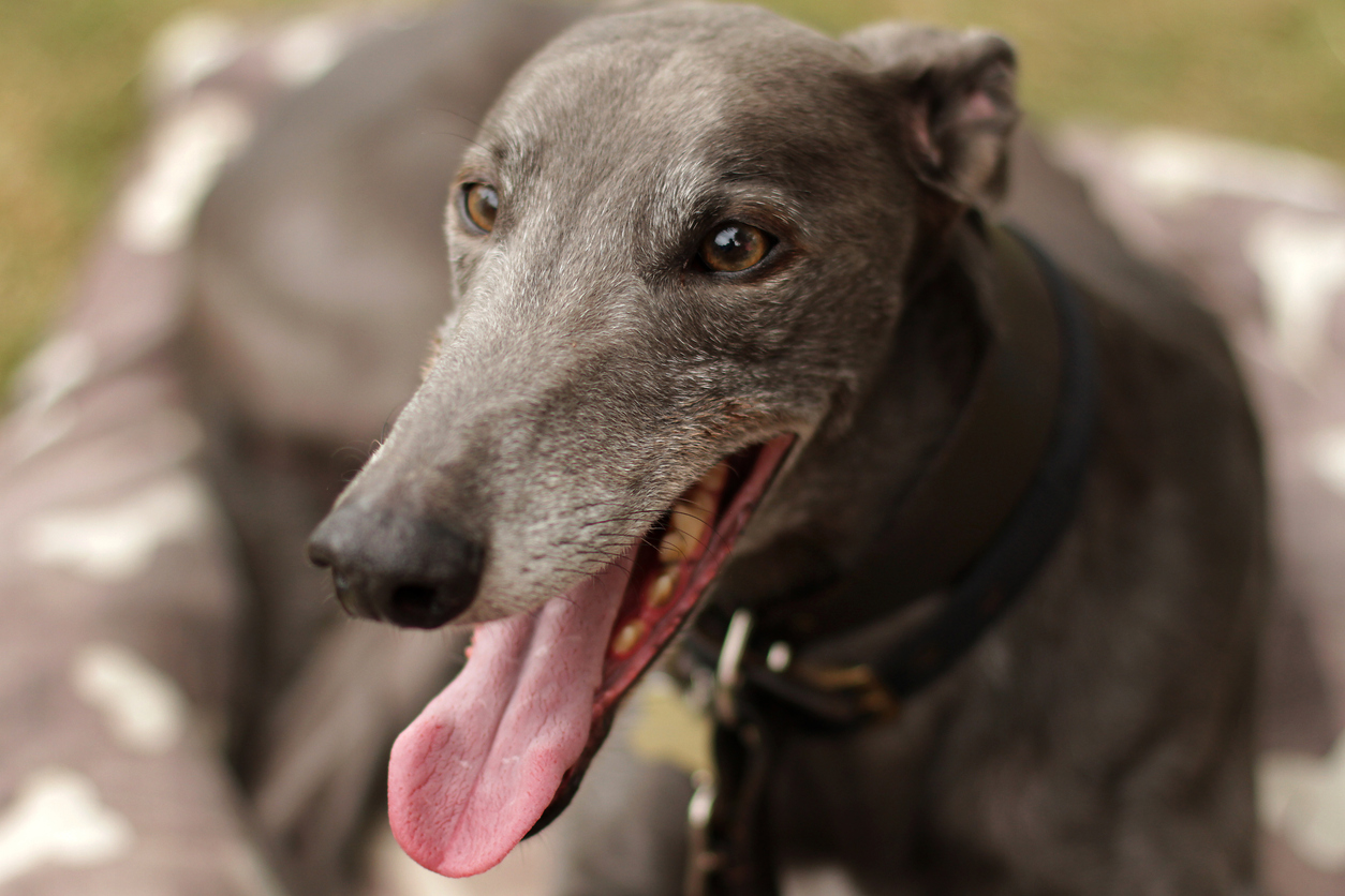 Greyhounds as pet companions for Police Officers