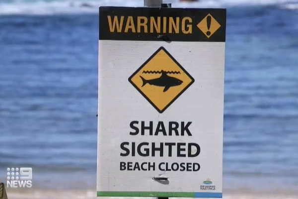 How to save someone from a shark attack