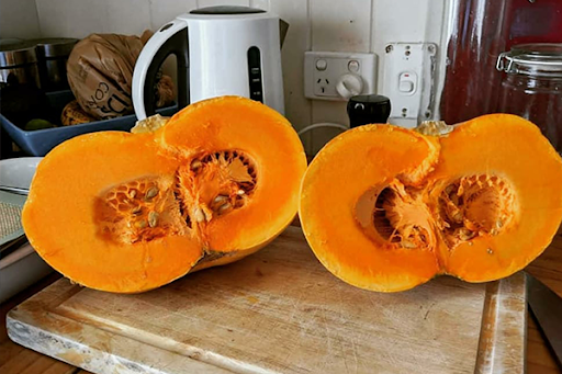 Article image for Farmer cultivates new easy to cut pumpkin variety, 11 years in the making