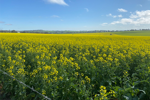 Article image for Canola field in NSW Central West