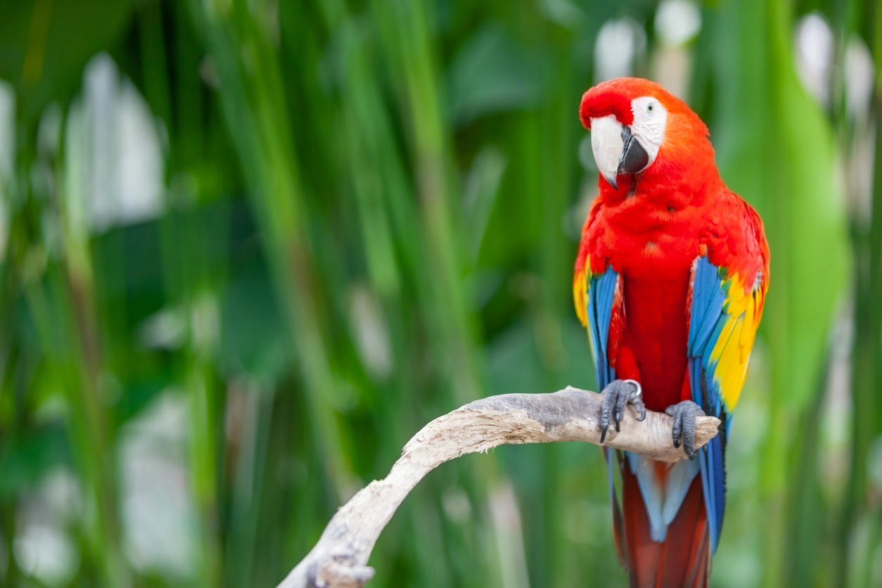 The ‘baffling’ bid to overturn Australia’s exotic bird ban