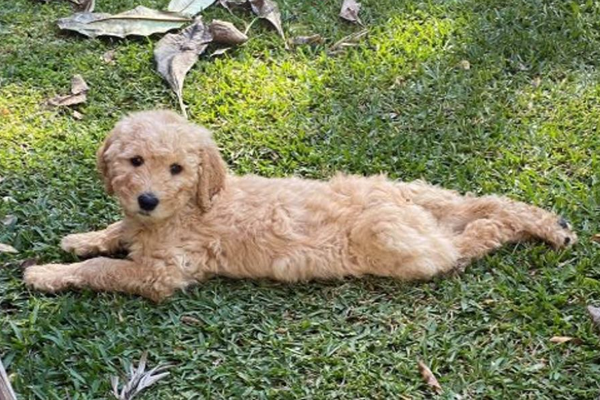 ‘Wellbeing dog’ makes student smile for the first time