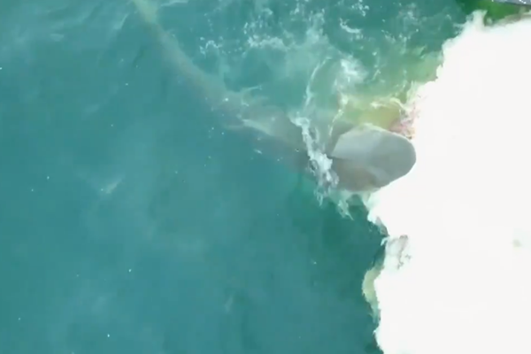 Close encounter: Boaties caught up in shark feeding frenzy