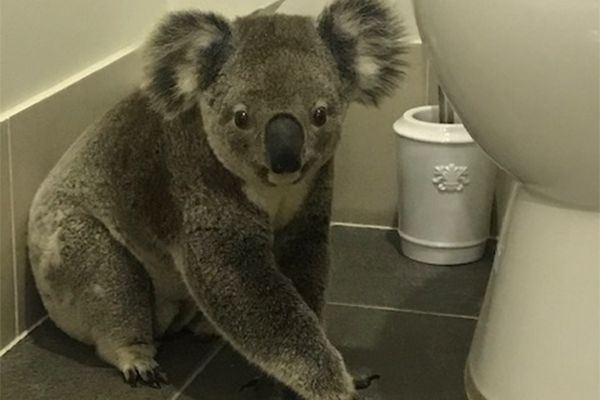 Listener captures photos of adorable visitor