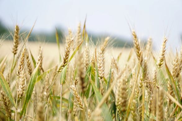 Farmers battle picker shortage, heavy rain & hail