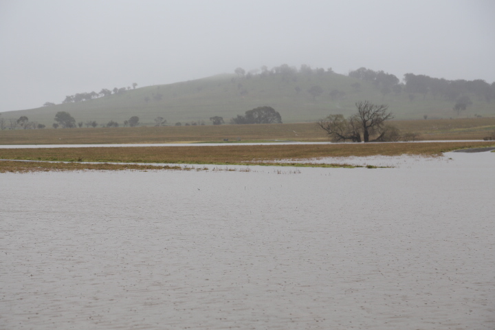 Article image for A blessing and a blight: Heavy rain and storms put bumper harvest in jeopardy