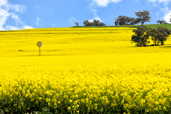 Article image for ‘Out of control’ tourists trespass on canola farmers’ land