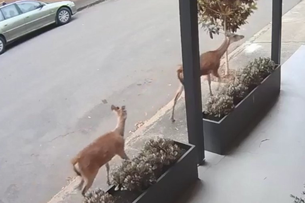 Article image for Sydney mayor has ‘no i-deer’ where inner west’s surprise visitors came from