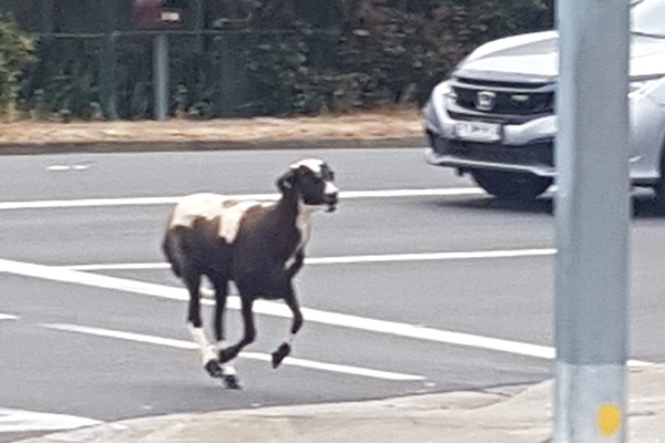 Article image for Wild day in Sydney: Goat stops traffic