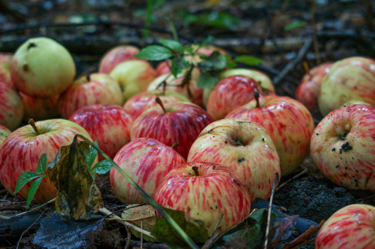 Article image for Fears more crops will be left to rot in Australia’s food bowls