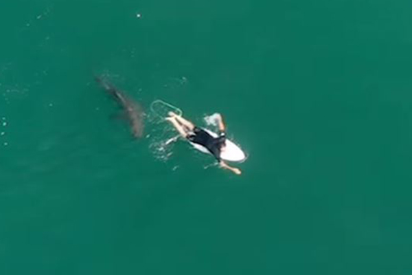 Article image for Drone alerts oblivious surfer to circling shark