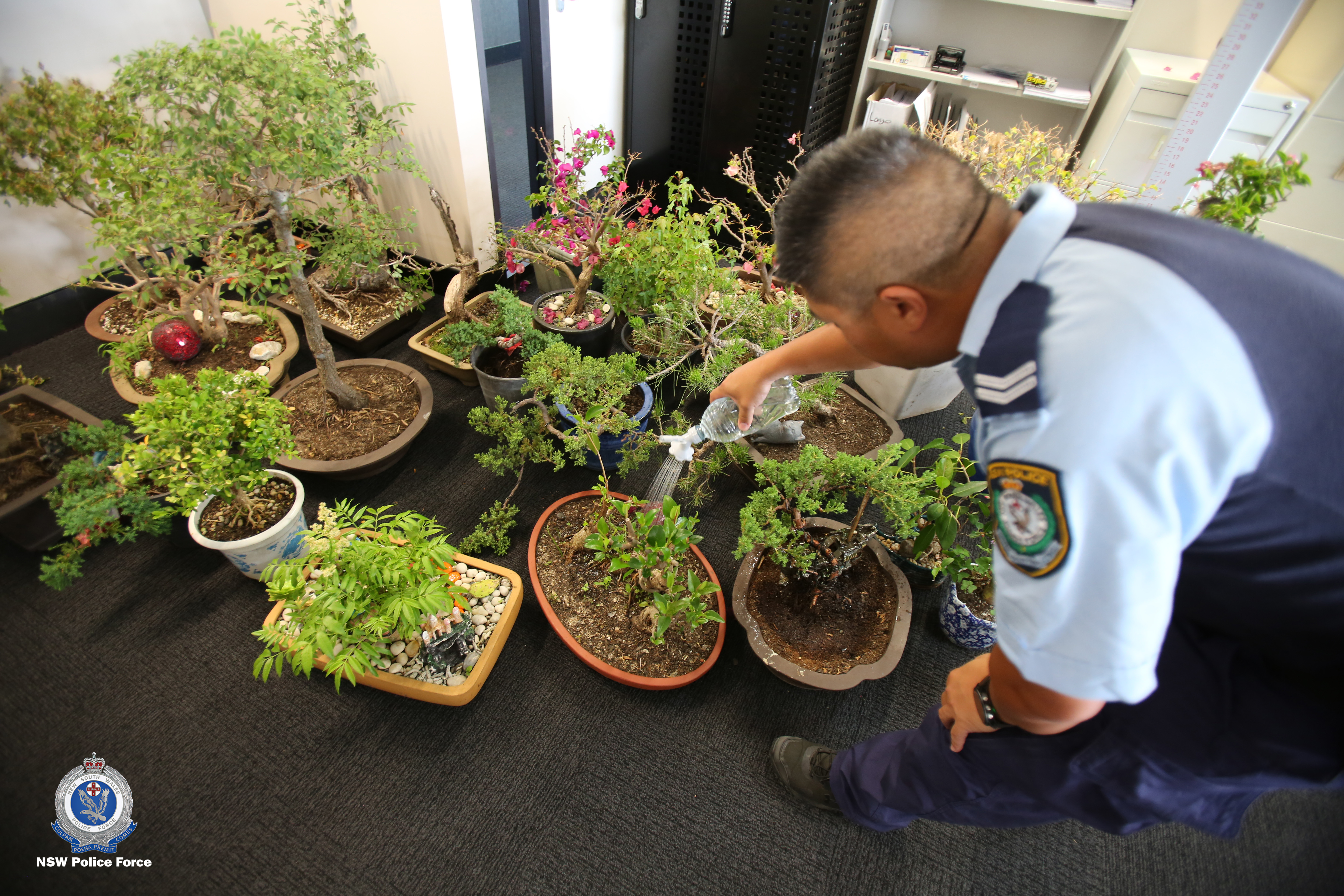 Article image for PHOTOS | $30,000 of stolen bonsai trees seized by police