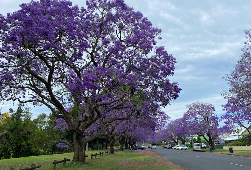 Jacaranda capital quick to remind Sydney council who holds the crown