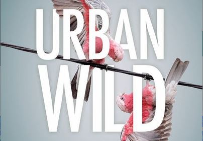 Article image for Urban Wild