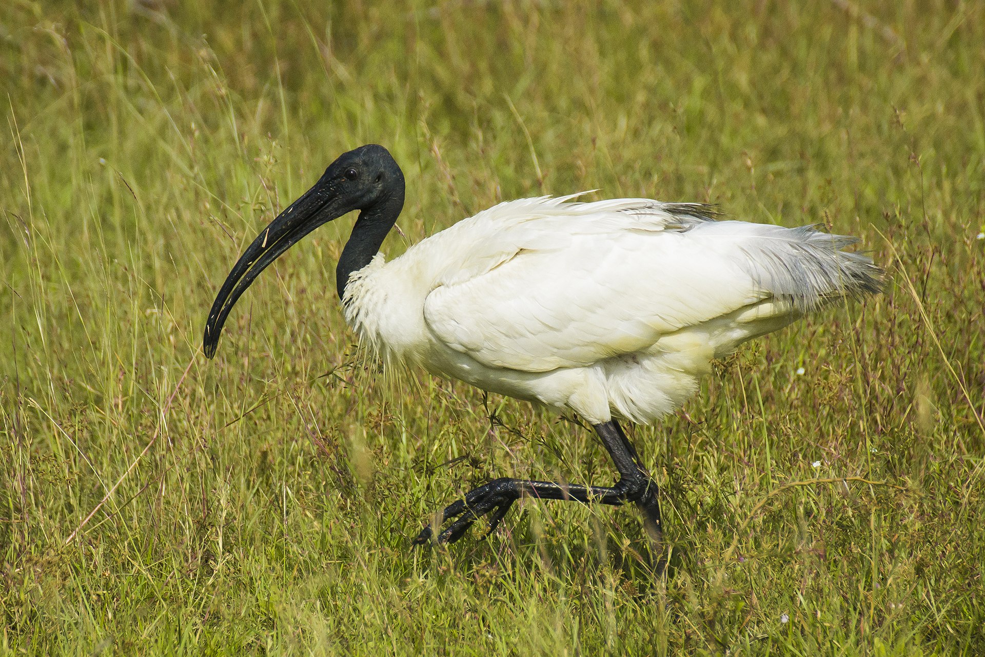 Article image for Bird expert backs ibis as official mascot for Brisbane Olympics