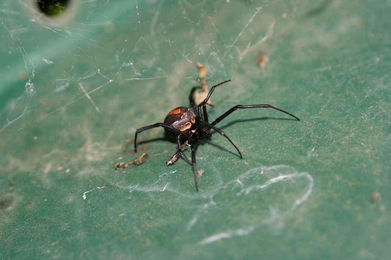 Bitten by a redback, stung by a jellyfish? Here’s what you need to know