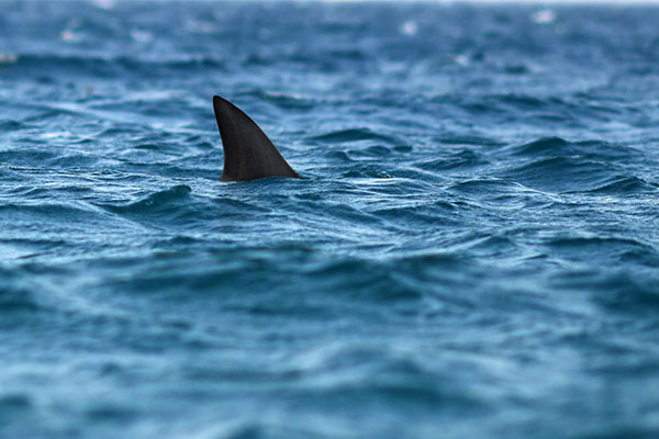 ‘Blood was just going everywhere’: Survivor relives harrowing shark attack