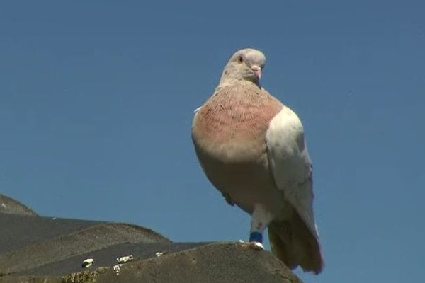 Immigrant pigeon’s background debunked by expert