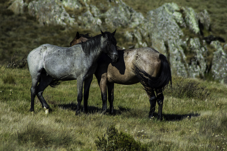 Is Kosciuszko National Park at risk from feral animals?