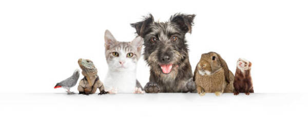 Labor unveils plan to help keep pets in rental properties