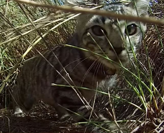 Feral cats kill over three billion native animals each year