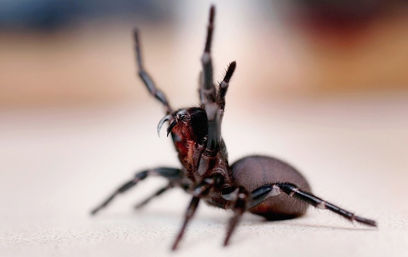 Article image for How spider venom could help with heart attack and stroke recovery