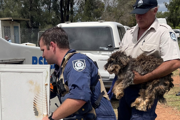 RSPCA seizes 79 dogs from NSW puppy farm