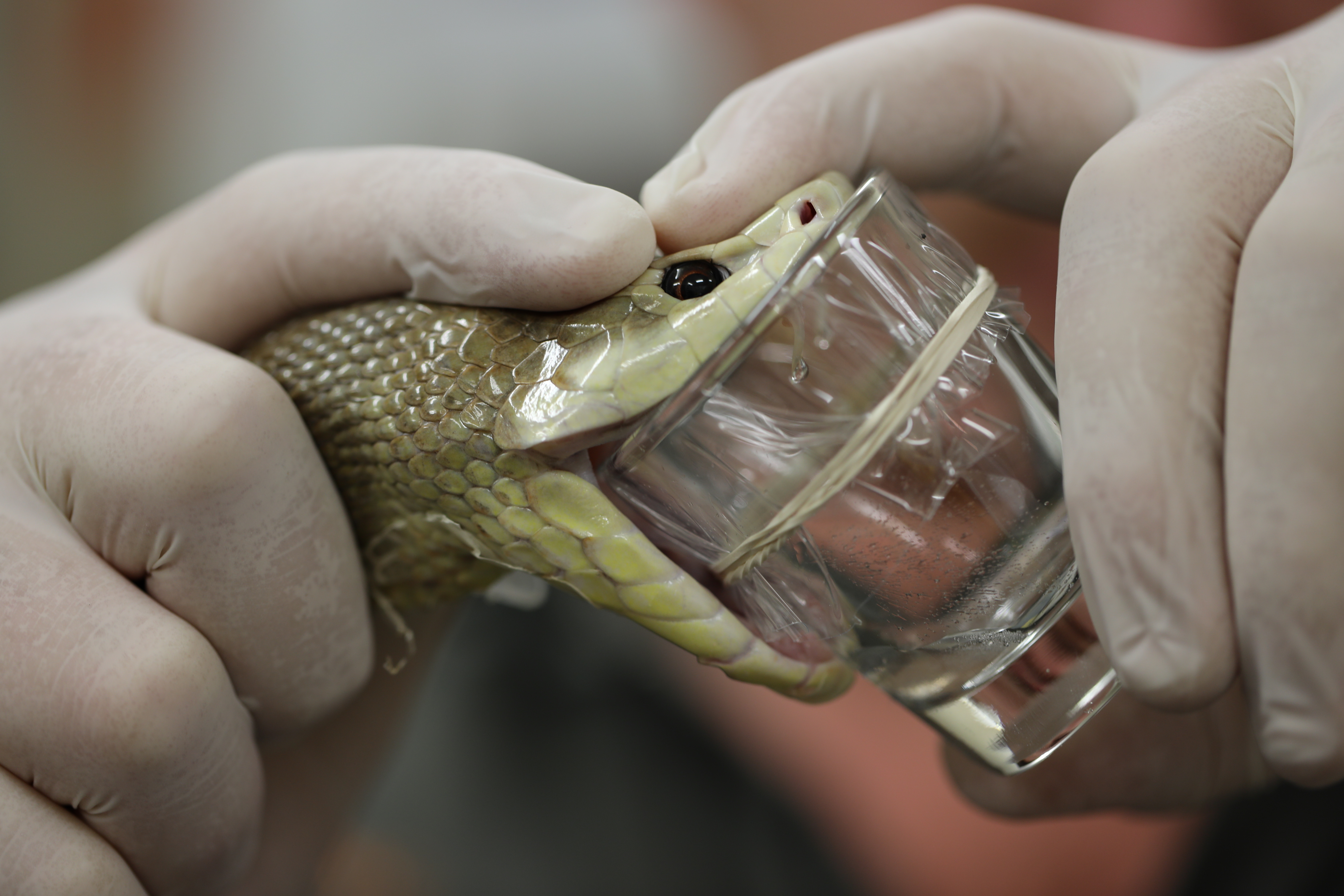 Article image for PHOTOS | Coastal taipan’s record-breaking, life-saving bite