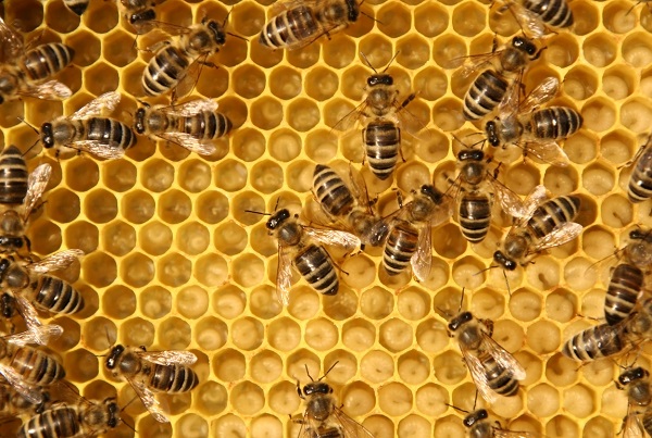 Article image for Why NSW bees are in lockdown