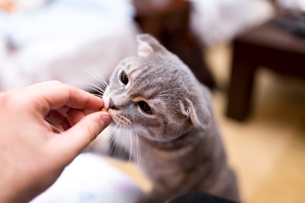 Article image for Allergy reducing cat food could be a ‘life-saver’