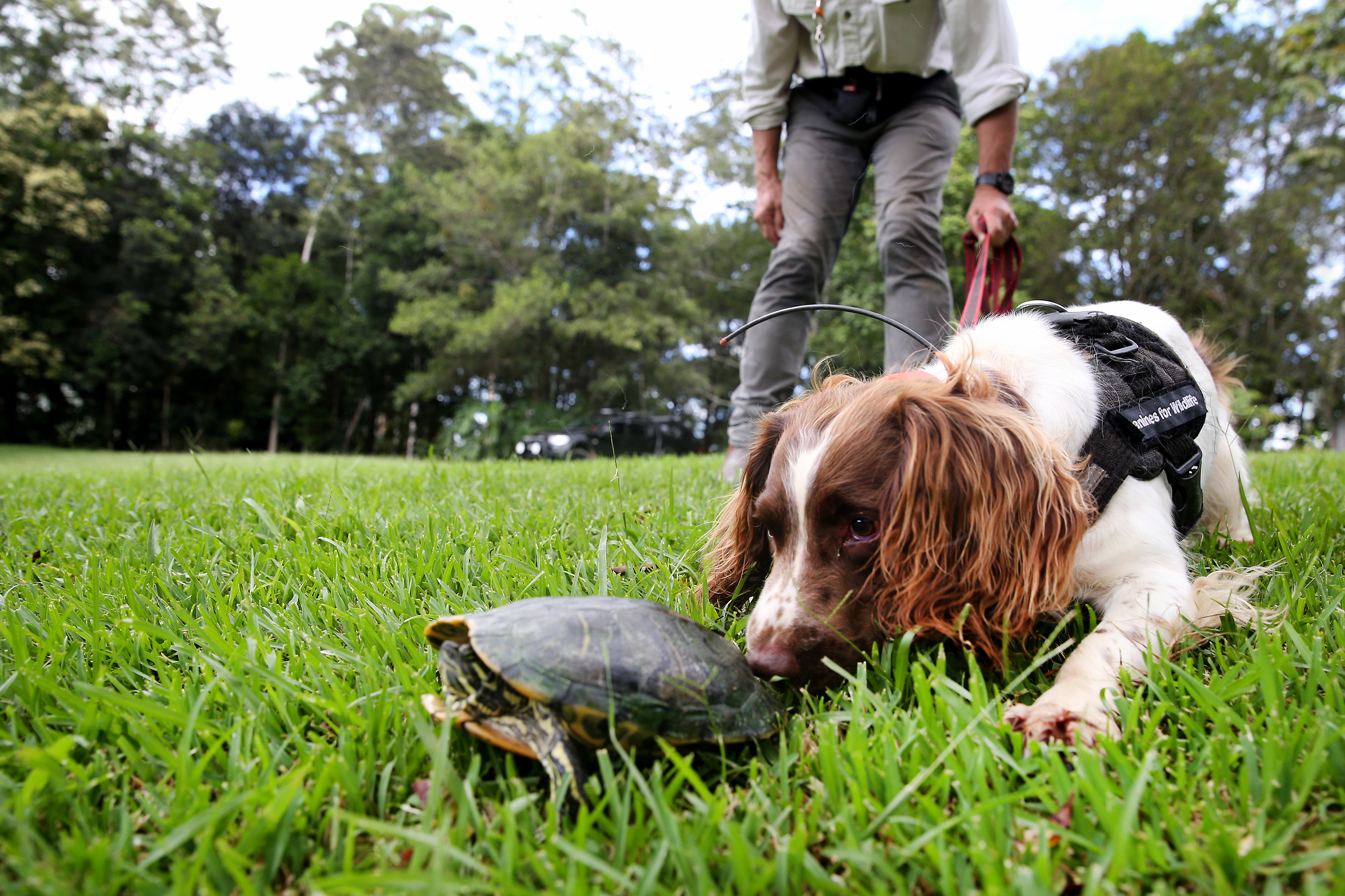 Hard-working canines sniff out feral turtle invasion