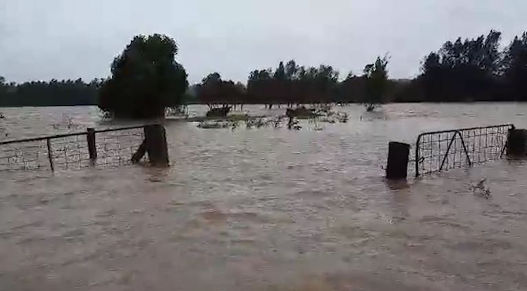 Article image for WATCH | Cow rescued from NSW floodwaters