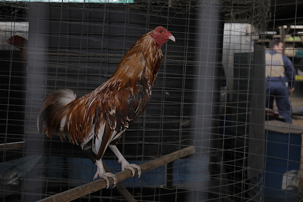 Article image for More than 500 roosters rescued as police investigate cockfighting ring